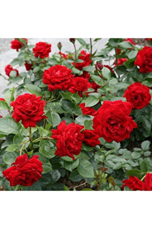 Videolu Kırmızı Sarmaşık Gül Fidanı Kokulu (90-140 CM) Tüplü Aşılı Gül Red Rose