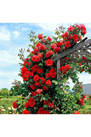 Videolu Kırmızı Sarmaşık Gül Fidanı Kokulu (90-140 CM) Tüplü Aşılı Gül Red Rose