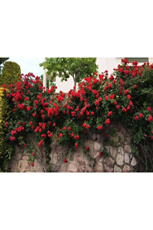 Kırmızı Yediveren Sarmaşık Gül Fidanı 15-25 Cm