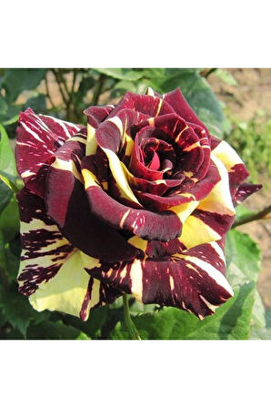 Videolu Sihirbaz Rengarenk Gül (35 45 CM) Tüplü Aşılı Gül Magician's Rose