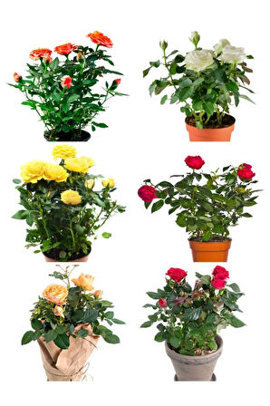 Videolu Yediveren Gül Seti (50 60 Cm ) 5 Adet (SARI KIRMIZI BEYAZ PEMBE TURUNCU) "multiflora Rose"