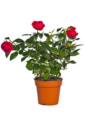 Videolu Yediveren Gül Seti (50 60 Cm ) 5 Adet (SARI KIRMIZI BEYAZ PEMBE TURUNCU) "multiflora Rose"