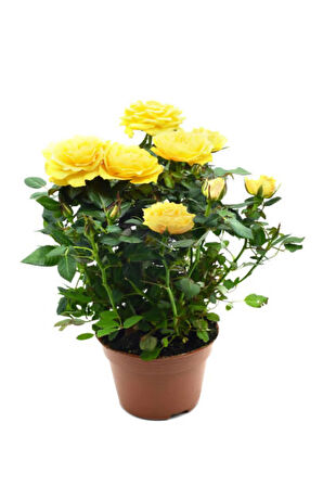 Videolu Yediveren Gül Seti (50 60 Cm ) 5 Adet (SARI KIRMIZI BEYAZ PEMBE TURUNCU) "multiflora Rose"