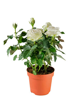Videolu Yediveren Gül Seti (50 60 Cm ) 5 Adet (SARI KIRMIZI BEYAZ PEMBE TURUNCU) "multiflora Rose"