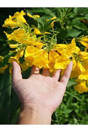 Videolu Acem Borusu Borazan Sarı Renkli (50 90CM) Saksılı/tüplü Bahçe Çiçeği Persian Cornflower