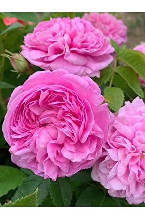 Videolu Isparta Gülü Yoğun Kokulu Pembe Renkli Reçellik (30 60 Cm)1 Adet Tüplü Aşılı Gül Pink Rose