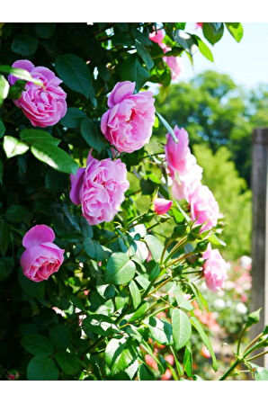 Videolu Isparta Gülü Yoğun Kokulu Pembe Renkli Reçellik (30 60 Cm)1 Adet Tüplü Aşılı Gül Pink Rose