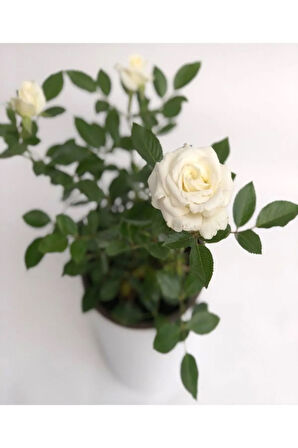 Videolu Minyatür Bodur Beyaz Gül Fidanı 1 ADET Saksılı/Tüplü 35-65 Cm (Miniature White Rose)