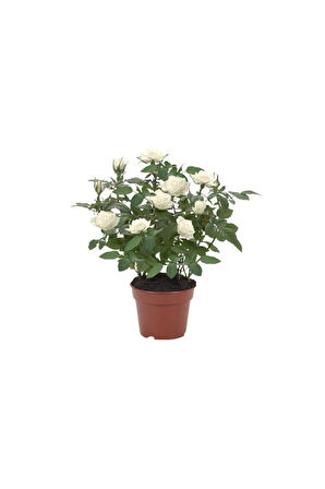 Videolu Minyatür Bodur Beyaz Gül Fidanı 1 ADET Saksılı/Tüplü 35-65 Cm (Miniature White Rose)