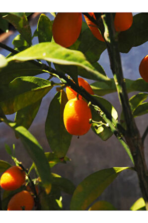 Videolu Bodur Kamkat Fidanı 1 Adet 50-80cm Saksılı/ Tüplü Bahçe Bitkisi (KUMQUAT SAPLİNG)