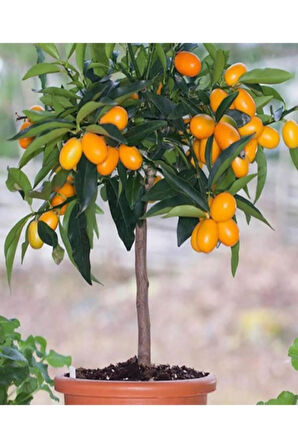 Videolu Bodur Kamkat Fidanı 1 Adet 50-80cm Saksılı/ Tüplü Bahçe Bitkisi (KUMQUAT SAPLİNG)