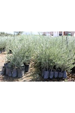 Videolu Gemlik Zeytin Fidanı Fidesi 80-190 cm Tüplü Aşılı Güller (olive tree sapling)