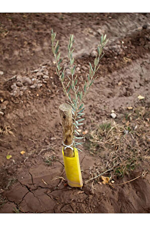 Videolu Gemlik Zeytin Fidanı Fidesi 80-190 cm Tüplü Aşılı Güller (olive tree sapling)