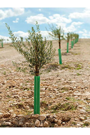 Videolu Gemlik Zeytin Fidanı Fidesi 80-190 cm Tüplü Aşılı Güller (olive tree sapling)