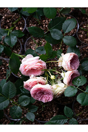 Videolu Sarmaşık Gül Fidanı Kokulu Açık Pembe (80 140 Cm) Saksılı Aşılı Gül Pink Rose