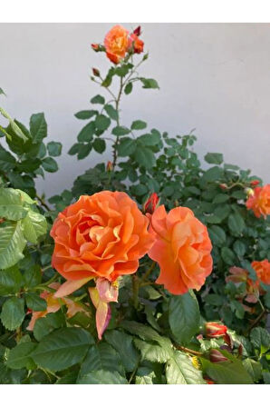 Videolu Yediveren Somon Rengi Gül Fidanı 2 ADET Saksılı/Tüplü 30-55 Cm Bahçe Bitkisi (Orange Rose)