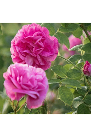 Videolu Reçellik Yediveren Isparta Gül Fidanı (30 60 Cm) 1 Adet Tüplü Aşılı Gül Rose İstichous Rose