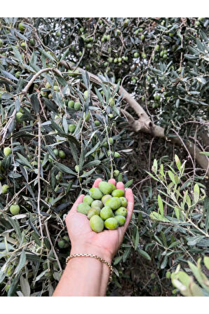 Videolu Gemlik Zeytin Fidanı 1 Adet [50-70cm] Dış Mekan [olive Seedling]