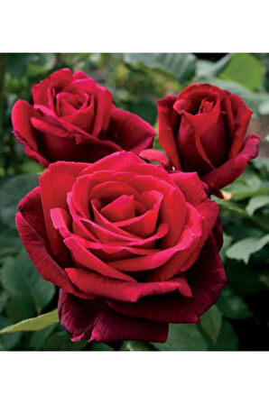 Videolu Kırmızı Yediveren (35- 60 CM) Saksılı 6 Adet Aşılı Gül Red Rose