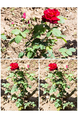 Videolu Kırmızı Yediveren (35- 60 CM) Saksılı 6 Adet Aşılı Gül Red Rose