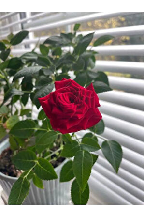 Videolu Beyaz Ve Kırmızı Yediveren (35 60 CM) Saksılı 2 Adet Aşılı Gül Fidanı White Red Rose"