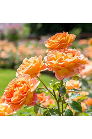 Videolu Turuncu Orange Pompon Yediveren (30 65CM) Saksılı Aşılı Gül Orange Rose