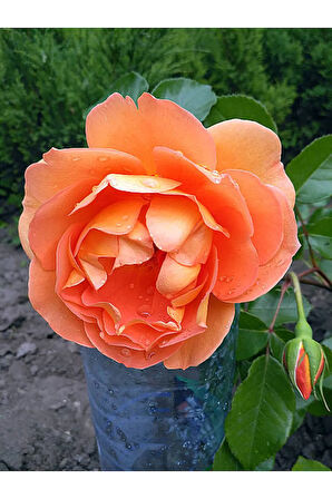 Videolu Turuncu Orange Pompon Yediveren (30 65CM) Saksılı Aşılı Gül Orange Rose