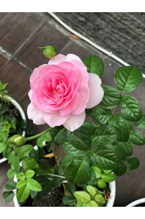 Videolu Pembe Yediveren Gül Fidanı (10-15 CM) Saksılı 1 Adet Aşılı Gül Pink Rose