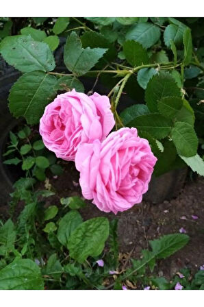 Videolu Pembe Yediveren Gül Fidanı (10-15 CM) Saksılı 1 Adet Aşılı Gül Pink Rose