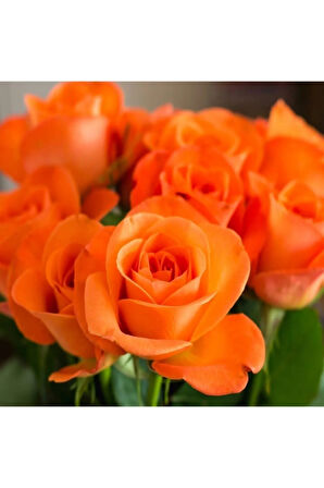 Videolu Turuncu Yediveren Kokulu Gül Fidanı 1 Adet (10-15 CM) Saksılı Aşılı Gül Orange Rose