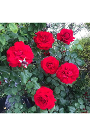 Videolu Isparta Meyland Kırmızı Kokulu Yediveren (10-15 CM) Saksılı/tüplü Aşılı Gül Red Rose