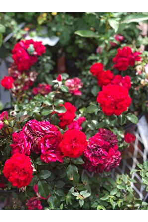 Videolu Isparta Meyland Kırmızı Kokulu Yediveren (10-15 CM) Saksılı/tüplü Aşılı Gül Red Rose