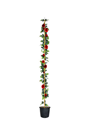 Videolu Kırmızı Sarmaşık Gül Fidanı 3 Adet Tüplü\saksılı 80-150 Cm (RED CLİMBİNG ROSE SAPLİNG)