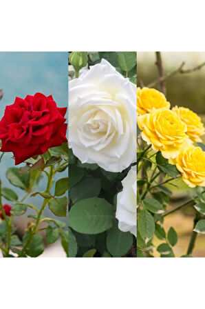 Videolu 3 Adet Kırmızı Beyaz Ve Sarı Gül Fidanı Saksılı 45-85 Cm (RED WHİTE AND YELLOW ROSE SAPLİNG)