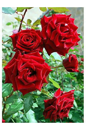 Videolu Kokulu 3 Adet Kırmızı Gül Fidanı Saksılı 50-80cm (RED ROSE SAPLİNG)