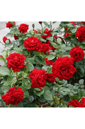 Videolu Kokulu 3 Adet Kırmızı Gül Fidanı Saksılı 50-80cm (RED ROSE SAPLİNG)