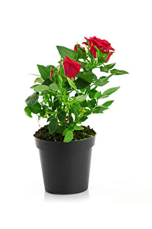 Videolu Kokulu 3 Adet Kırmızı Gül Fidanı Saksılı 50-80cm (RED ROSE SAPLİNG)