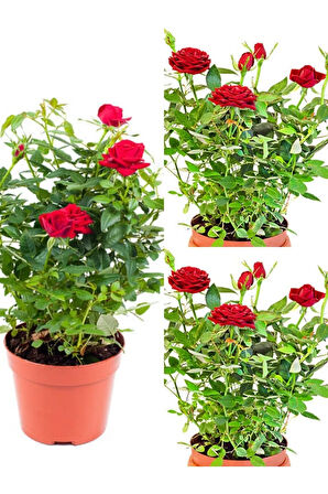 Videolu Kırmızı Yediveren Kokulun Gül Fidanı 3 Adet Saksılı Dış Mekan Bitkisi 35-60 Cm (RED ROSE)