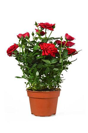 Videolu Kırmızı Yediveren Kokulun Gül Fidanı 3 Adet Saksılı Dış Mekan Bitkisi 35-60 Cm (RED ROSE)