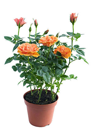 Videolu Turuncu Yediveren Kokulu Gül Fidanı 1 Adet Saksılı Bahçe Bitkisi 10-15 Cm (ORANGE ROSE)