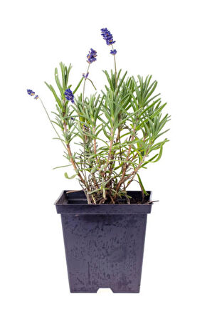 Videolu Mor Lavanta Fidanı 30 Adet Angustifolia Fidanı Tüplü/ Saksılıdır 15-25 Cm (LAVENDER)