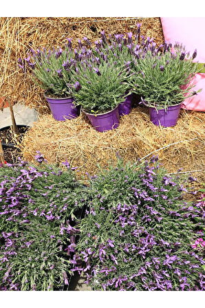 Videolu Mor Lavanta Fidanı 30 Adet Angustifolia Fidanı Tüplü/ Saksılıdır 15-25 Cm (LAVENDER)