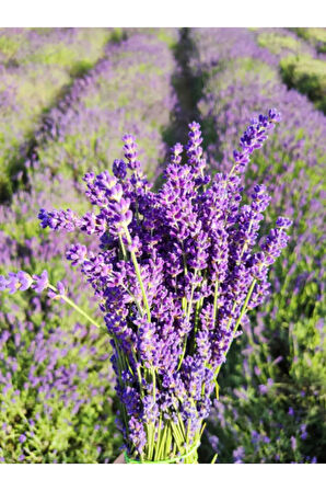 Videolu Mor Lavanta Fidanı 30 Adet Angustifolia Fidanı Tüplü/ Saksılıdır 15-25 Cm (LAVENDER)