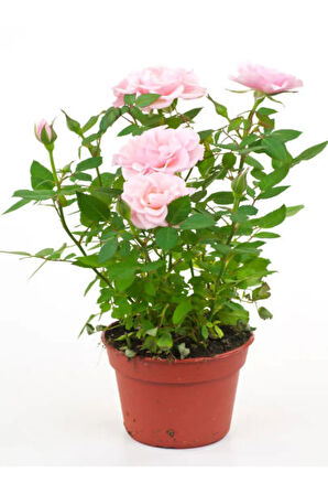 Videolu Pembe Isparta Gülü Yoğun Kokulu Reçellik 1 Adet Saksılı/tüplü 35-65 Cm (ISPARTA ROSE)
