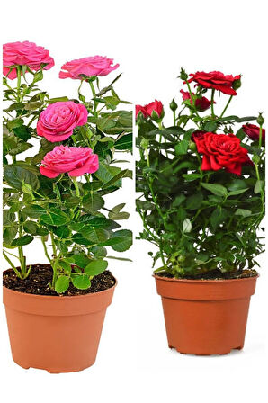 Videolu Yediveren 1 Adet Kırmızı Gül 1 Adet Pembe Gül Fidanı 35-60 Cm Saksılı/tüplü