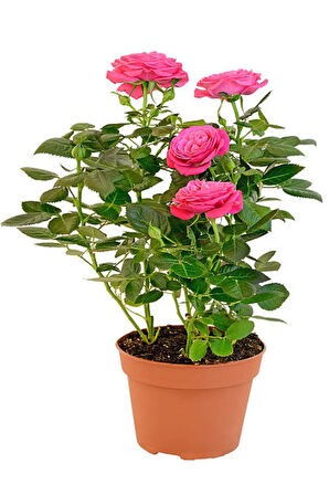 Videolu Yediveren 1 Adet Kırmızı Gül 1 Adet Pembe Gül Fidanı 35-60 Cm Saksılı/tüplü