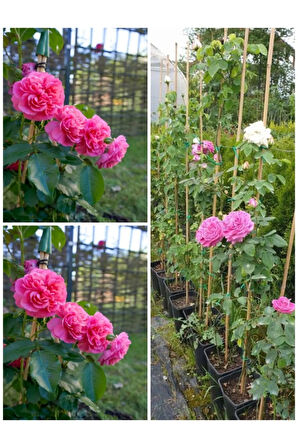 Videolu Yediveren Sarmaşık Mis Kokulu Pembe Gül Fidanı 3 Adet Saksılı 40-65 Cm (CLİMBİNG PİNK ROSE)