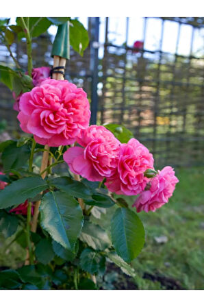 Videolu Yediveren Sarmaşık Mis Kokulu Pembe Gül Fidanı 3 Adet Saksılı 40-65 Cm (CLİMBİNG PİNK ROSE)