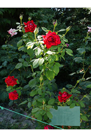 Videolu Yediveren Kokulu Kırmızı Gül Fidesi 1 Adet Saksılı/tüplü 10-15 Cm Bahçe Bitkisi (RED ROSE)
