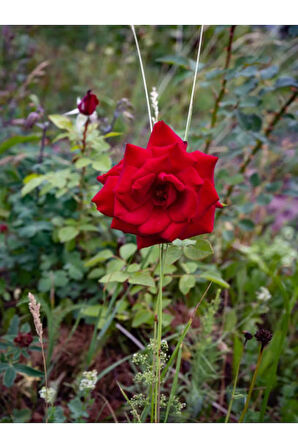 Videolu Yediveren Kokulu Kırmızı Gül Fidesi 1 Adet Saksılı/tüplü 10-15 Cm Bahçe Bitkisi (RED ROSE)